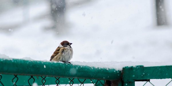 На выходных в Приморье выпадет небольшой снег и будет морозно