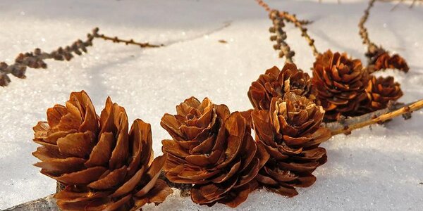 Переменчивая погода ожидается в Приморье на этой рабочей неделе