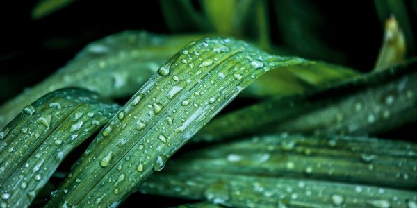 Сегодня в Приморье местами пройдет дождь