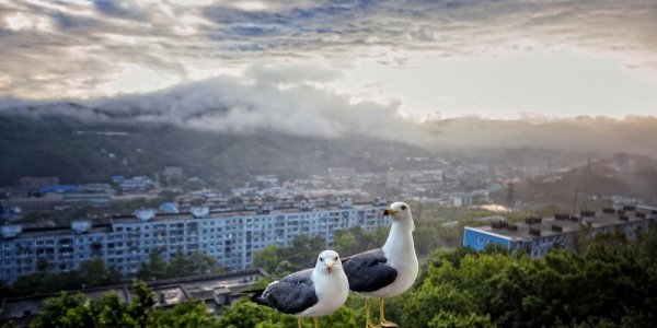 Чем дышал Владивосток с 11 по 20 августа?