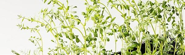 Растения способны делать «осознанный» выбор