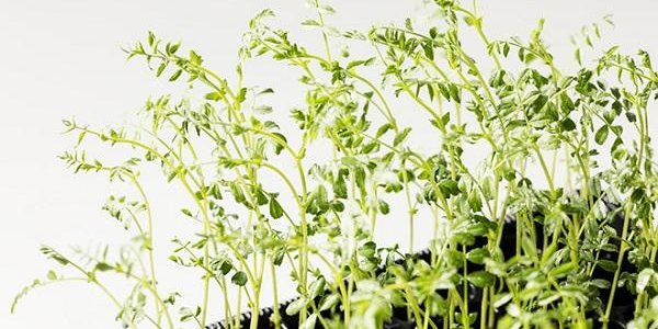 Растения способны делать «осознанный» выбор