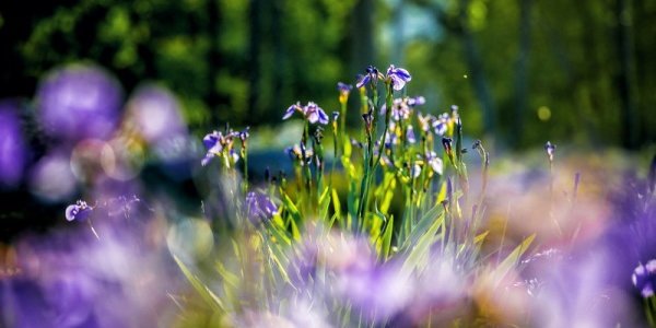 15 тысяч приморцев присоединятся к всероссийскому экологическому субботнику