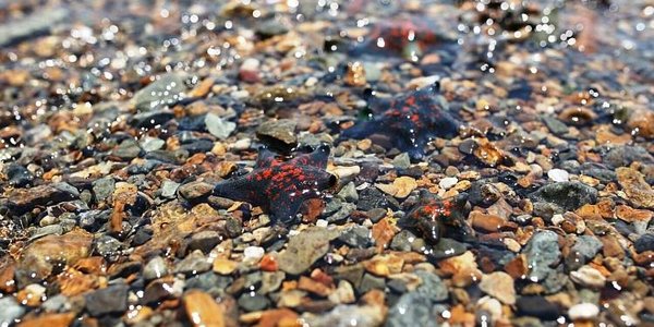 Приморье присоединилось к экологической акции «Вода России»