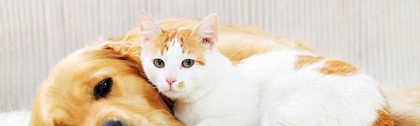 Собаки и кошки помогают студентам сдать сессию