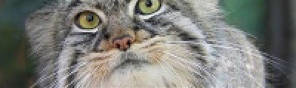 Будешь в Москве - погладь манула!