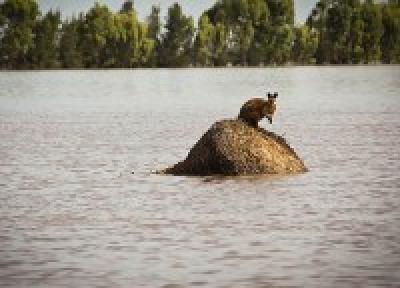 Наводнение в Австралии вынуждает кенгуру искать укрытие повыше