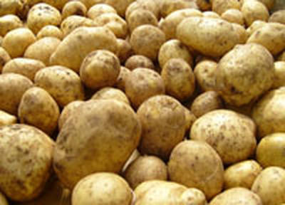 Зараженный картофель из Китая в Приморье не пустили