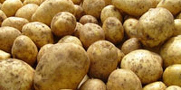 Зараженный картофель из Китая в Приморье не пустили