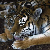 Усатые-полосатые и пока маленькие: детеныши амурского тигра (ФОТО)