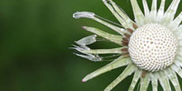 В Приморье наблюдается рост заболеваемости лишаем