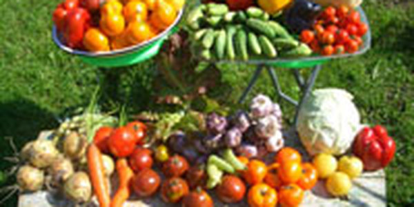 Плохая погода в Приморье может повлиять на урожаи