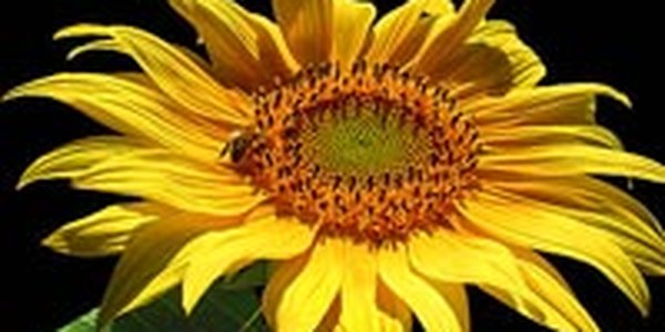 В выходные в Приморский край заглянуло лето