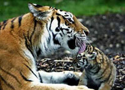 Усатые-полосатые и пока маленькие: детеныши амурского тигра (ФОТО)