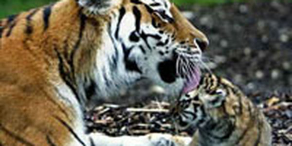 Усатые-полосатые и пока маленькие: детеныши амурского тигра (ФОТО)