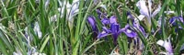 Каким был май в Сихотэ-Алинском заповеднике (ФОТО)