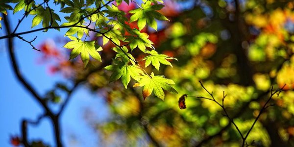 Антициклон обеспечит ясную погоду в Приморье на этой неделе