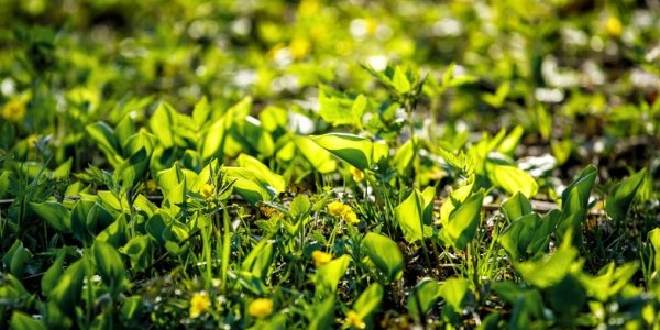 Климатический портрет апреля в Приморье