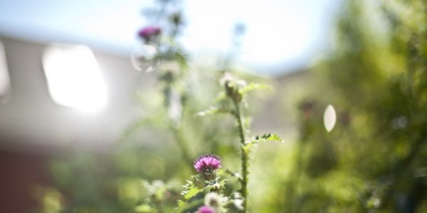 Август продолжит дарить летнее тепло Приморью