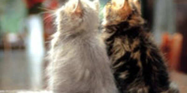 Ученые утверждают, что кошки могут манипулировать людьми