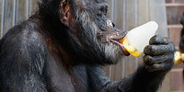 Звери мировых зоопарков маятся от жары (ФОТО)