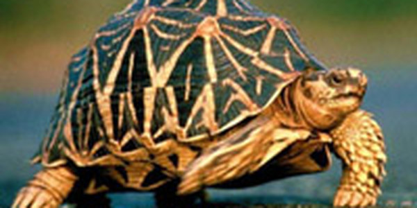 Черепахи атаковали аэропорт Нью-Йорка