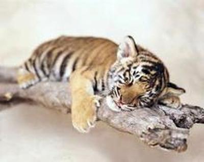 Амурский тигр находится на грани вымирания
