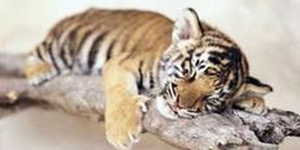 Амурский тигр находится на грани вымирания