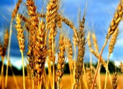 Планету спасет пшеница