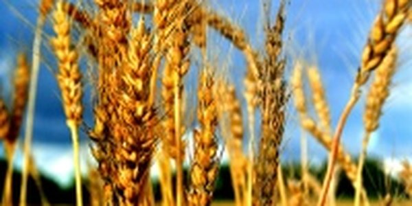 Планету спасет пшеница
