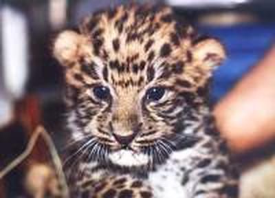 Три дальневосточных леопарда родились в Приморье
