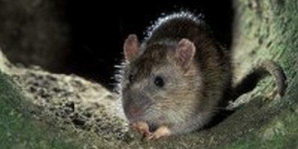 Из-за коммунальных властей Стокгольм наводнили крысы