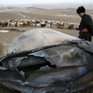 В Монголии произошло падение неопознанных объектов