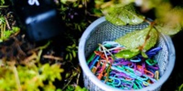 Впусти природу в офис