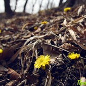 Долгожданная весна во Владивостоке (ФОТО)