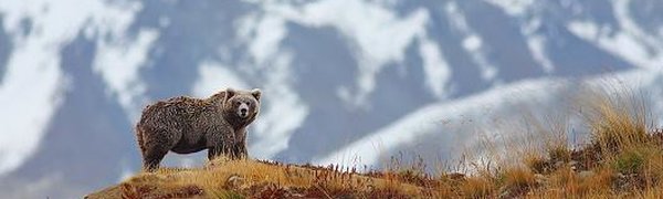 Медведи в России заснули раньше срока