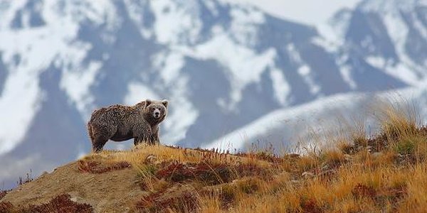 Медведи в России заснули раньше срока