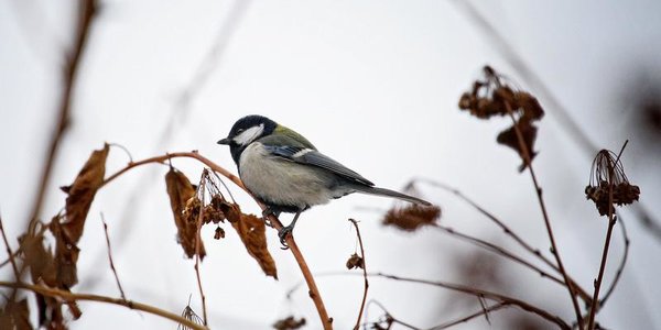 В Приморье пришла ранняя зима