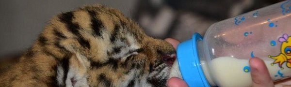 Знаменитый тигр Амур стал отцом