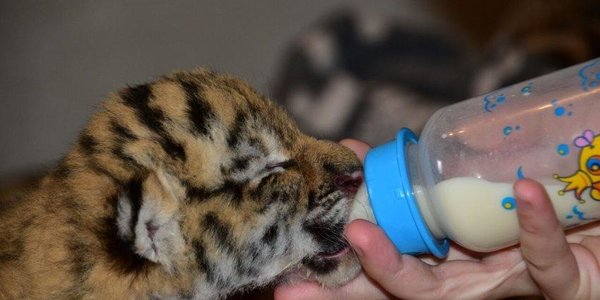 Знаменитый тигр Амур стал отцом