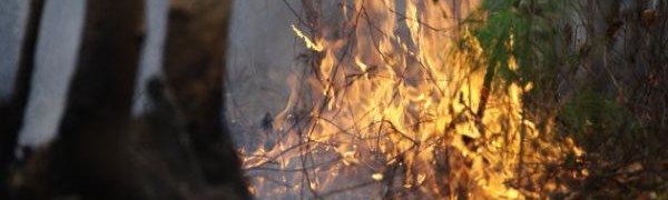 «Телефон доверия» для борьбы с лесными пожарами начал работать в Приморье