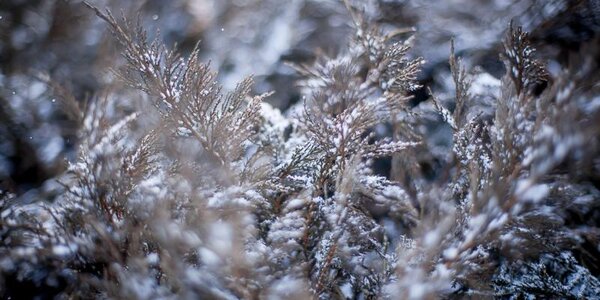 Снежный покров высотой до 4 см образовался в центральных и местами восточных районах Приморья