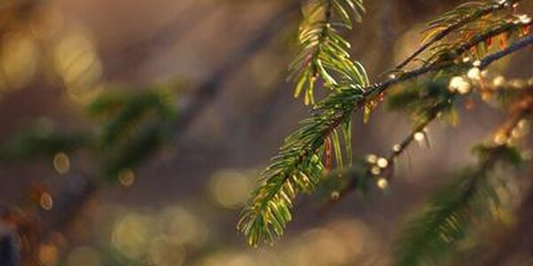 Во Владивостоке в среду ночью столбики термометров опустятся до -3 °С