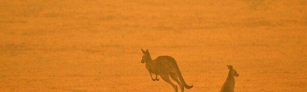 На восстановление Австралии понадобится 100 лет