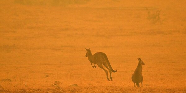 На восстановление Австралии понадобится 100 лет
