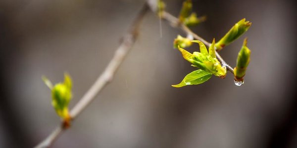 В среду во Владивостоке воздух прогреется до +8°C