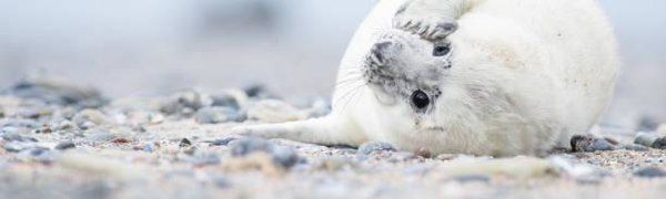 Что делать, если вы нашли на берегу детёныша тюленя?