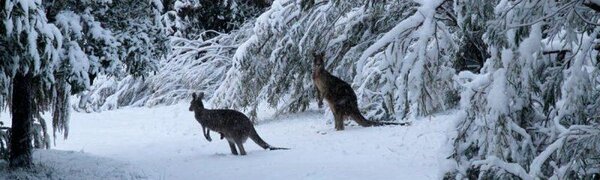 В первые дни лета Австралию засыпало снегом
