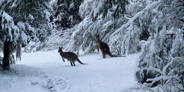 В первые дни лета Австралию засыпало снегом