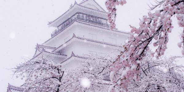 В Токио цветущую сакуру засыпало снегом